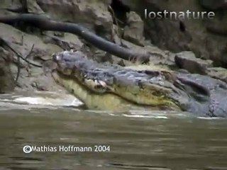 Leistenkrokodil frisst Wildschwein im Kinabatangan-Fluss auf Borneo, saltwater crocodile eats pig