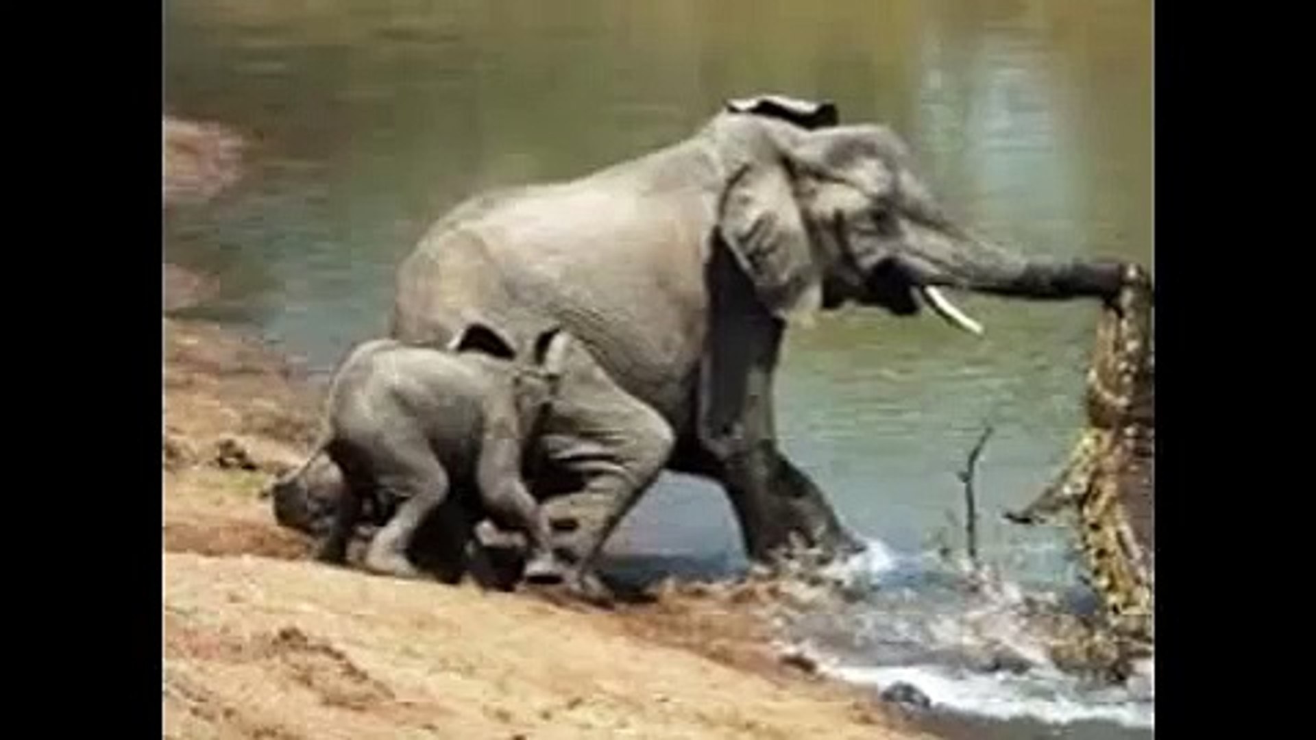 Funny Animals!  Funny elephants! Funny Animals!  Funny elephants!