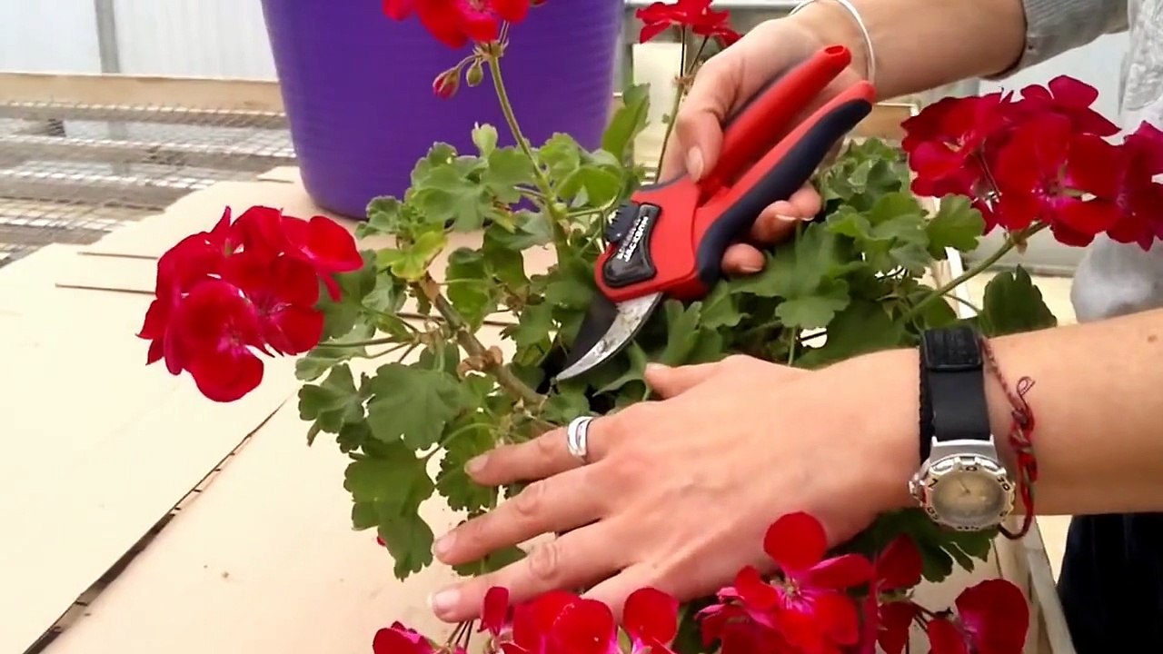 How to cut back pelargoniums(Geraniums) - video Dailymotion