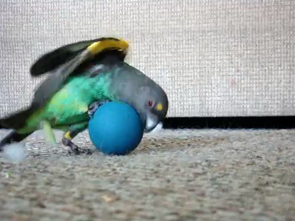 meyers parrot ball attack - Clear