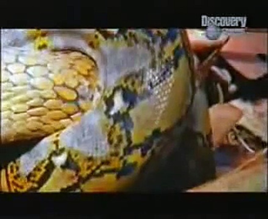 KING COBRA VS PYTHON