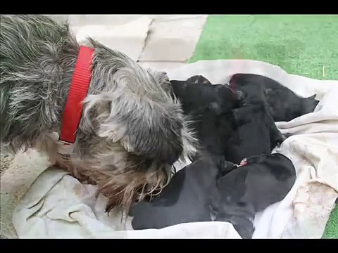 Cachorros Schnauzer recien nacidos