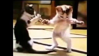 Funny Cats Videos Compilation Funny jokes Compilation Funny cats and dogs 2015