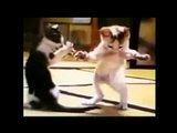 Funny Cats Videos Compilation Funny jokes Compilation Funny cats and dogs 2015