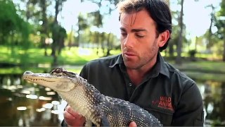 Wild Animal Encounters - Ben Britton - Jackson the Alligator