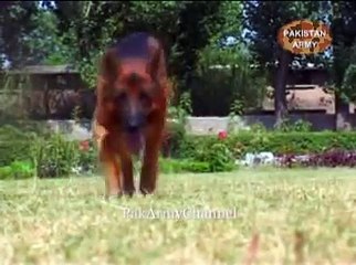 ISPR Documentary - K9ERS (Military Working Dogs) - Part 1