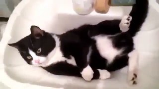 Cat in the Sink Funny Animal Videos