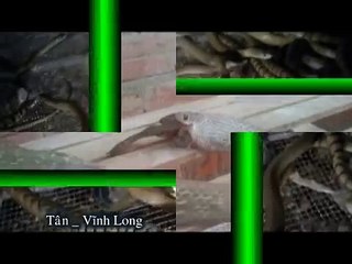 Trại nuôi rắn hổ hèo Thị Xã Bình Minh Vĩnh Long. 0939888767 Tân