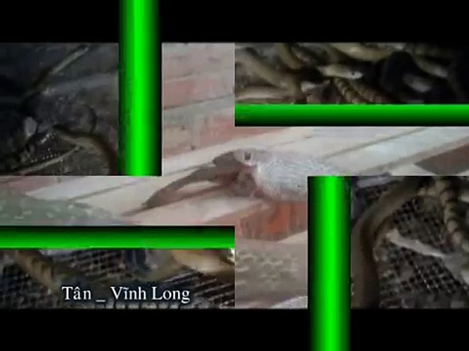 Trại nuôi rắn hổ hèo Thị Xã Bình Minh Vĩnh Long. 0939888767 Tân