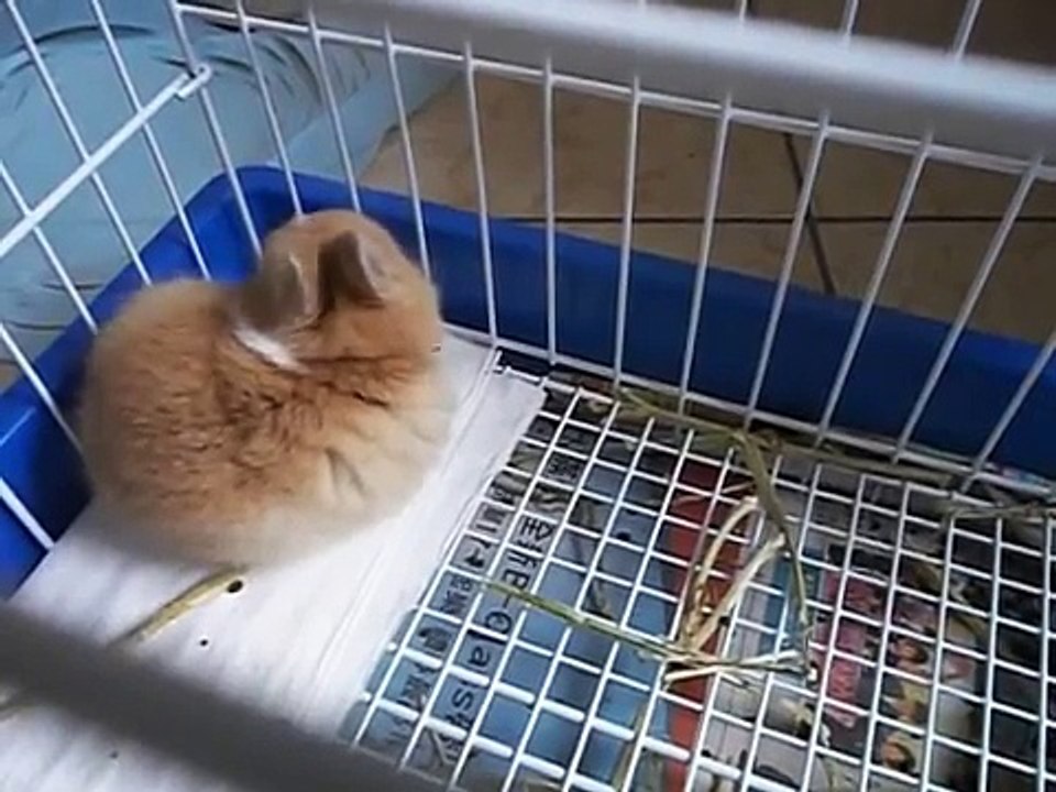 melon  看過最愛跌倒的兔子  :"))