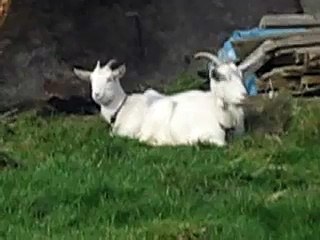 Two Headed Goat