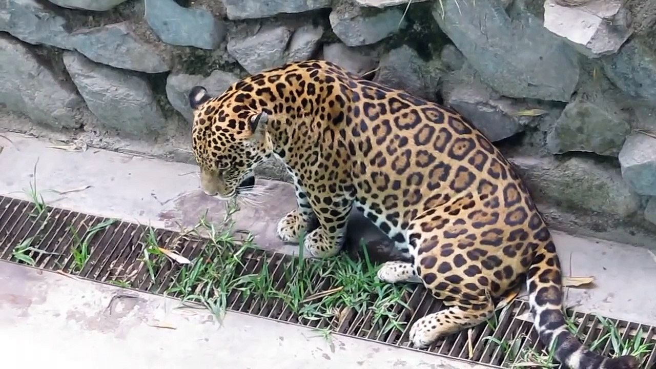 OTORONGO PERU