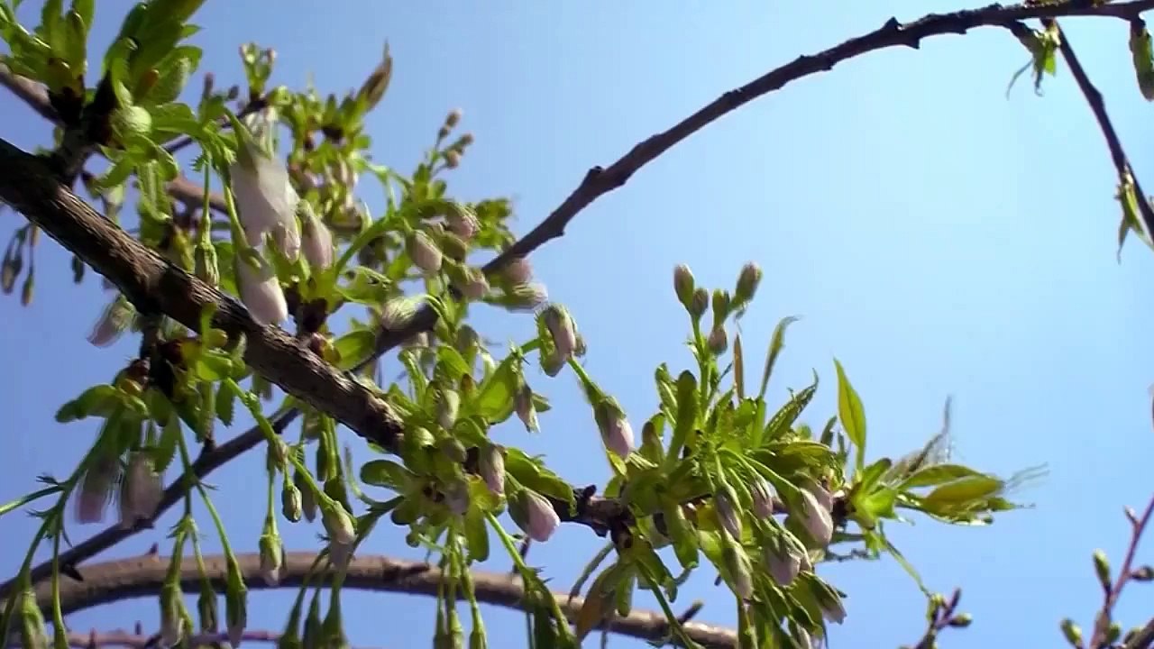 The Journey to the Nature