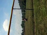 pitbull jump 6 ft fence, Pitbull jump