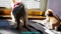 Funny Cat Videos | Funny Cat and Dog | Battle Between Cats and Dogs