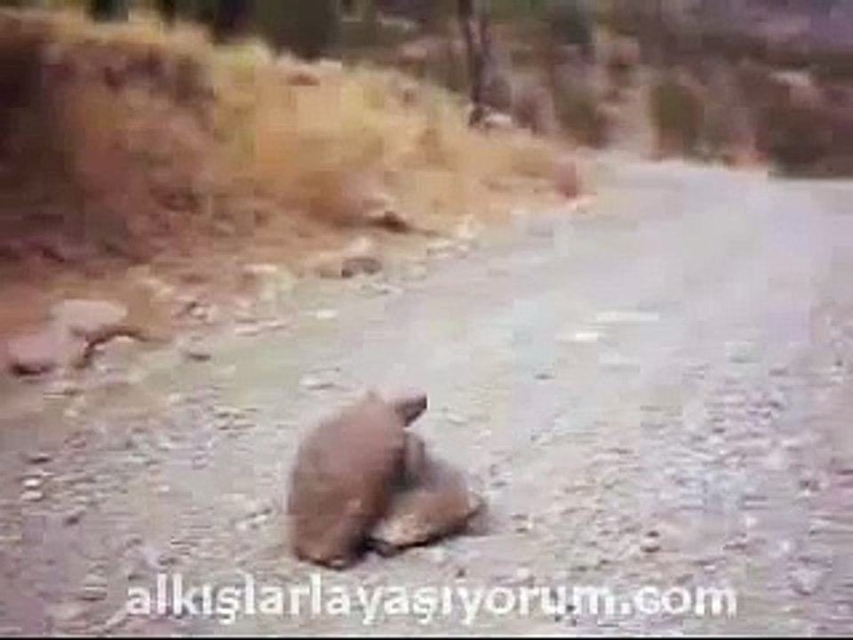 Turtle Mating (-18) (Home Invasion)
