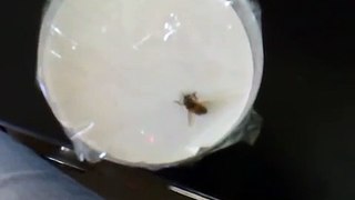 Honey Bee Grooming Behaviour, Varroa destructor