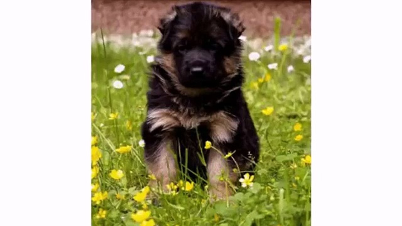 Dogs Animal and Puppy German Shepherd - Funny Dog Videos