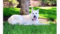 Animal Dog German Shepherd and Puppy - Cute Funny Dog Videos