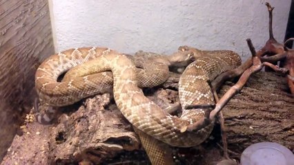 Crotalus ruber courtship.