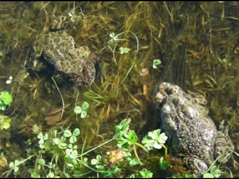 Metamorfosi di un anfibio: dal girino al rospo