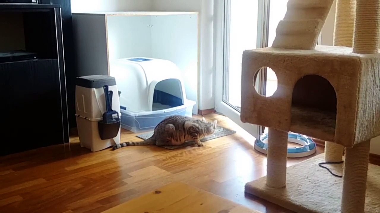 Cat catches Fly with Worms