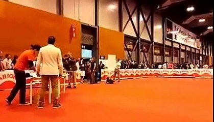 ChJ. Chocoblue James Bond - Exc. 1 - RCAC - Expo. Int. Canina de Primavera de la R.S.C.E. 2015