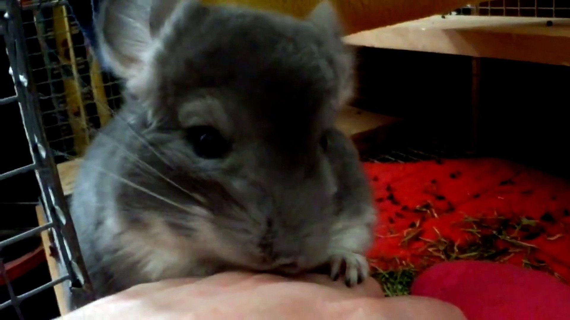 Chinchilla Myrthe at 4 months learning to groom gently
