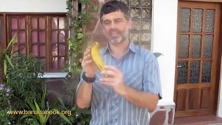 Tasting the rare Gros Michel Banana