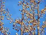 Royal Paulownia Fast Growing Trees - Watch it grow into an Empress!