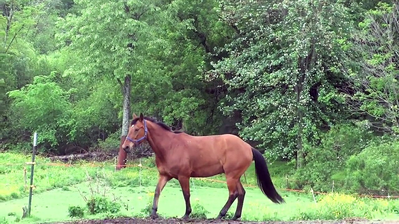 We Got A Horse!