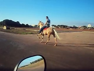 cavalo loiro marchador