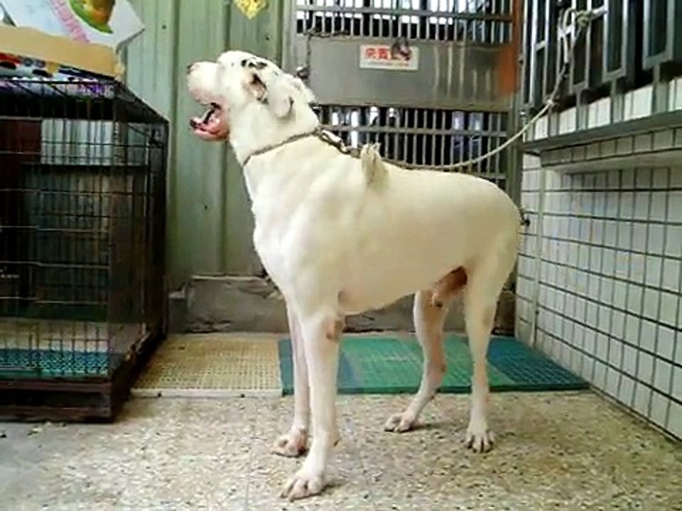 大丹犬兇猛大丹狗巨無霸影片欣賞