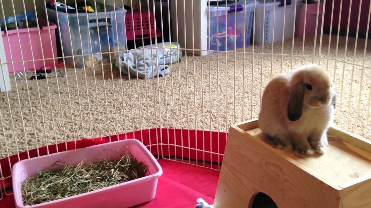 How to Bond with your Bunny