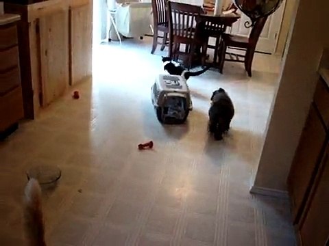 Bouvier des Flandres - 9 weeks old