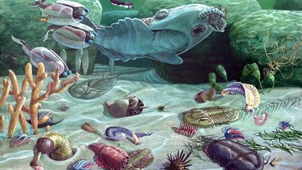 The Basis for Animal Classification