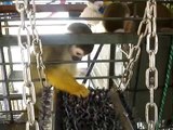 Pet Squirrel Monkeys with foraging board