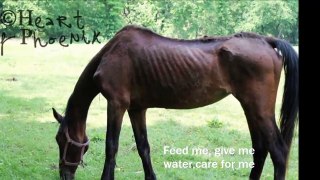 A Horse's Prayer - Heart of Phoenix Equine Rescue