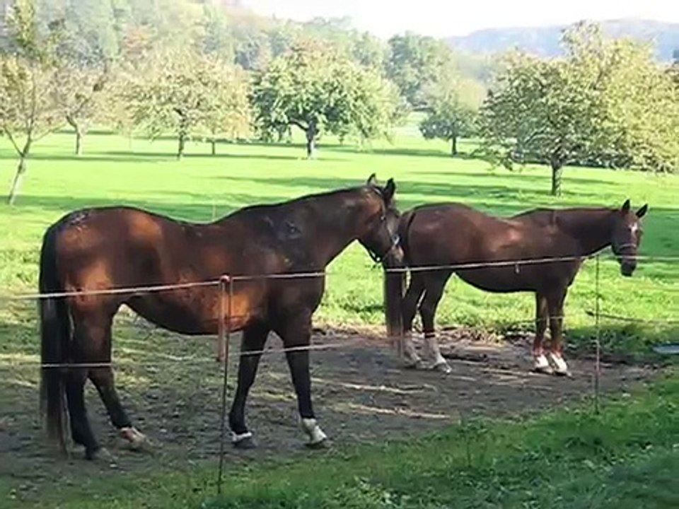 Horses horsing around