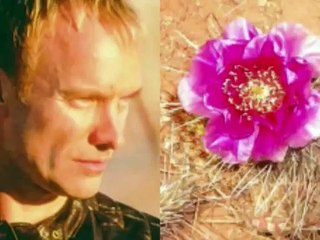 Sting feat. Cheb Mami - Desert Rose ..آهنگ زیبا