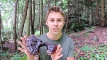 Reishi Mushroom (Ganoderma tsugae) Identification And Medicinal Benefits With Adam Haritan