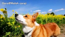 Pharrell Williams - HAPPY - Goro walks in Japan / コーギー ゴローさんのローアングル撮影コレクション Goro@Welsh corgi dog