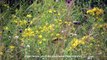 American Goldfinches In Flowers