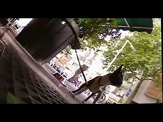 Die Abzocker: Die Hundediebstahl Abzocke