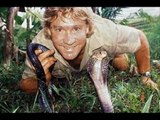 A Steve Irwin Tribute, the only Crocodile Hunter