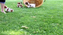 Jack Russell Terrier Puppies For Sale