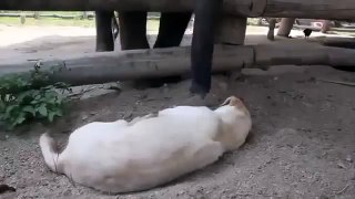 Animal attack Baby Elephant Tries To Wake Sleeping Dog  Top ten10@attack