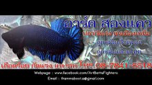Basic Training Betta Fighters - Mr.Artty
