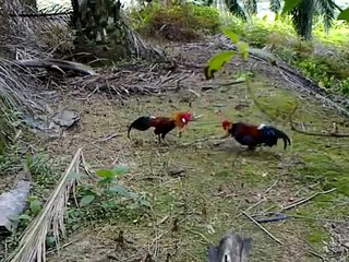 Berburu Ayam Hutan Part 1