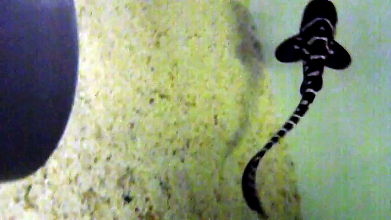 Requin zèbre né à l'Aquarium de Paris